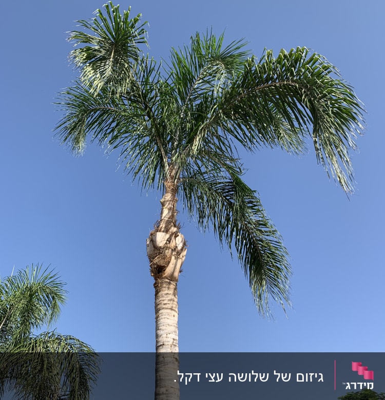עץ דקל גזום עם ענפים ירוקים